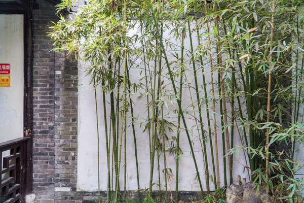 踏春赏花正当时，打卡千垛水上油菜花！玩转兴化景点美食全攻略