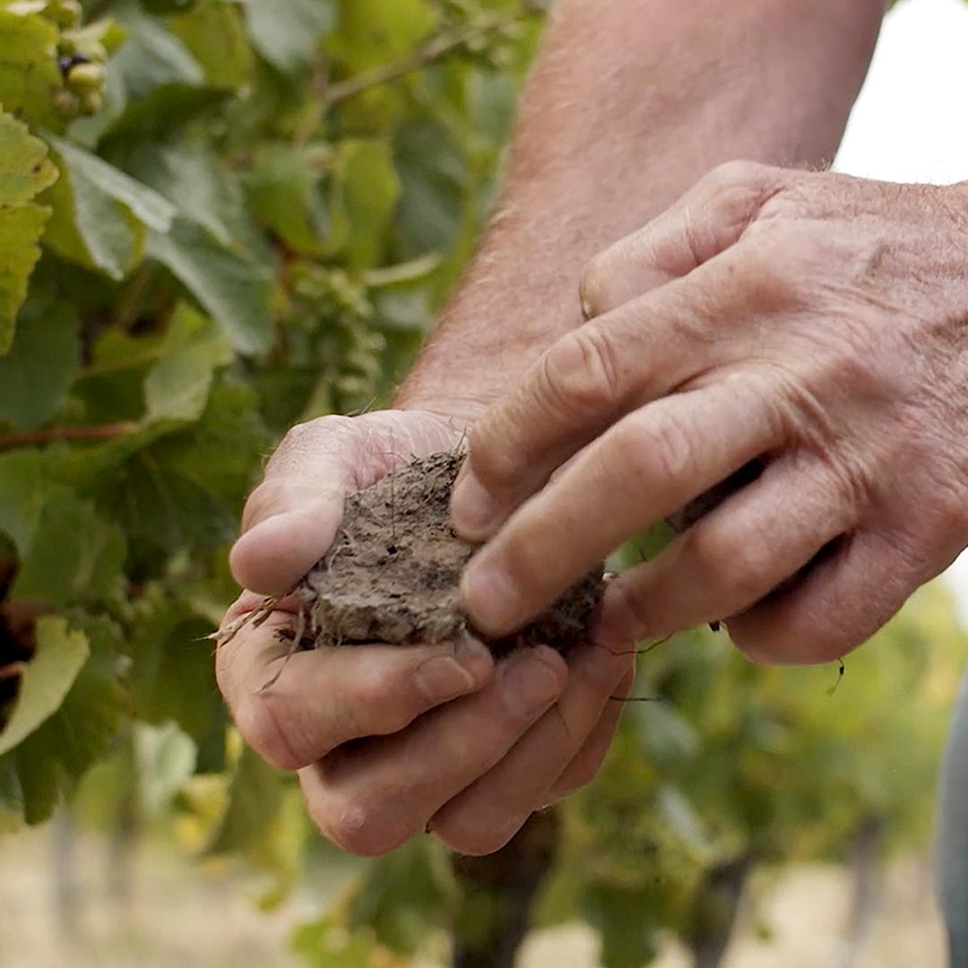 马尔堡黑皮诺,马尔堡生机勃勃长相思葡萄酒