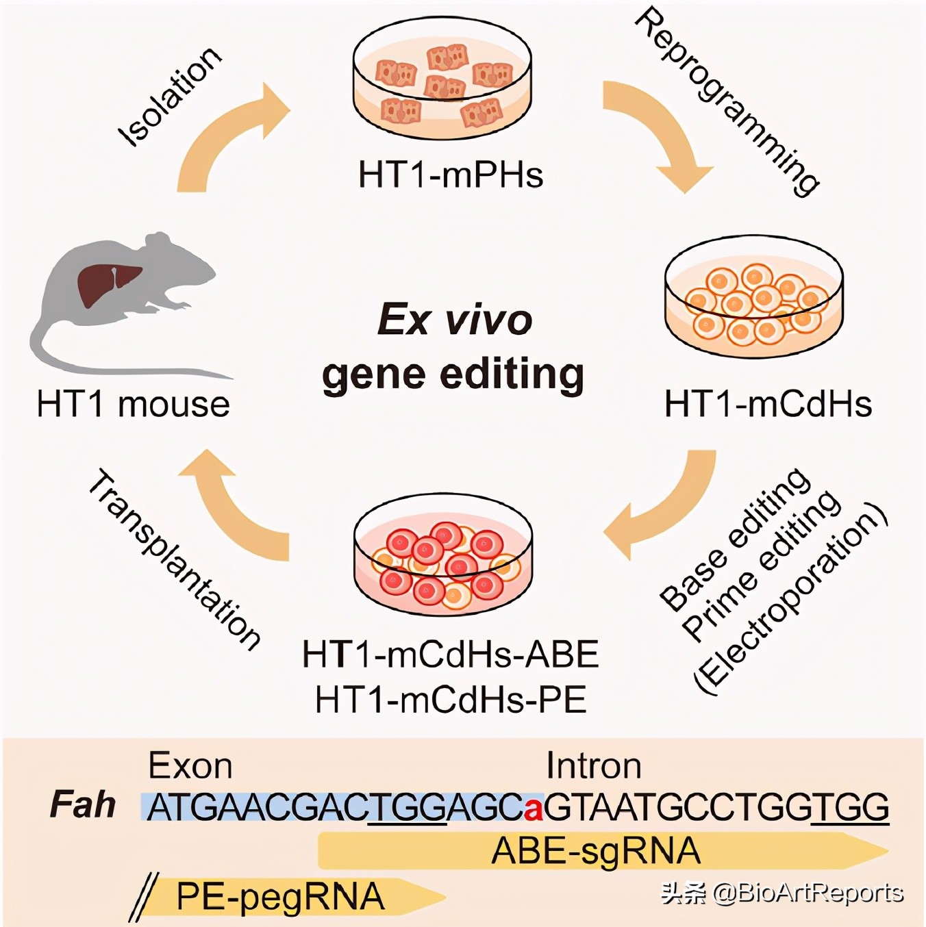 基因治疗肝癌最新消息,全球基因编辑治愈乙肝前沿技术