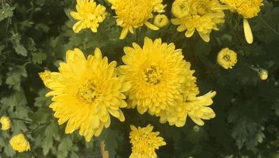 你是几月出生就注定你是什么性格,每月用什么花来代表人的性格