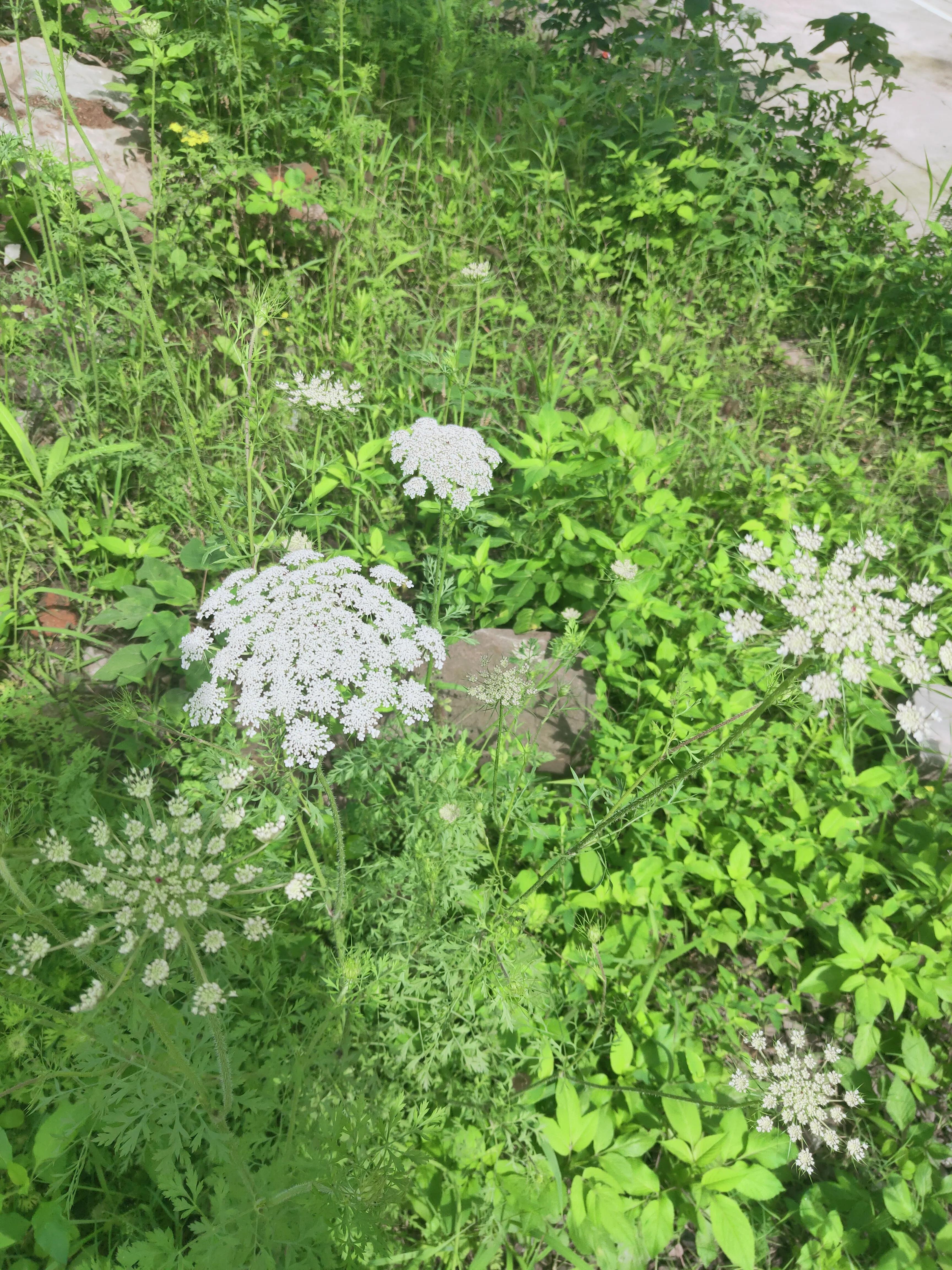 家乡喊的“野胡萝卜”宫廷剧里的“保障植物”婴儿用的湿疹膏有它