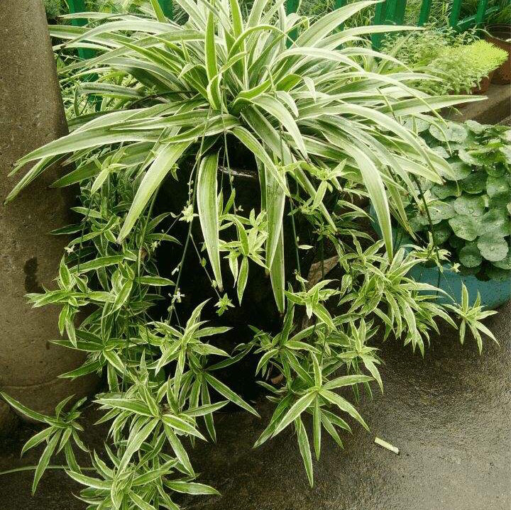 养一盆吊兰怎么才养好视频,钻石翡翠吊兰养成绿瀑布的方法