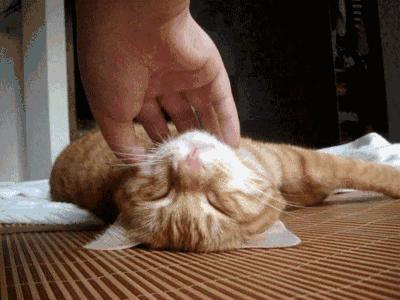 猫咪亲近人不再是玄学，这三招让你重获宠爱