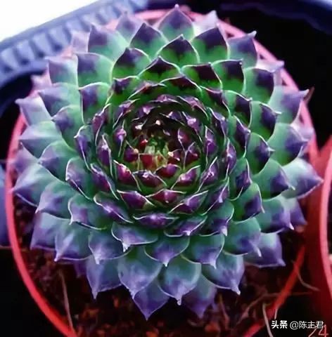 十大最贵法师多肉排行榜,玉露多肉最贵多少钱一棵