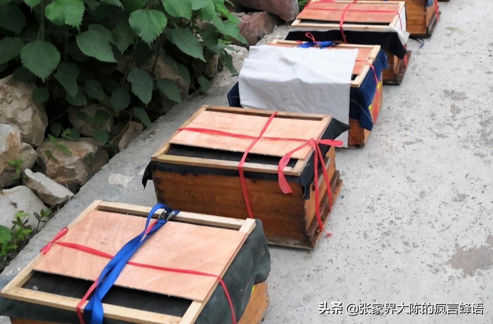 意蜂盗中蜂为什么中蜂不抵抗,中蜂养殖经常死蜂怎么办