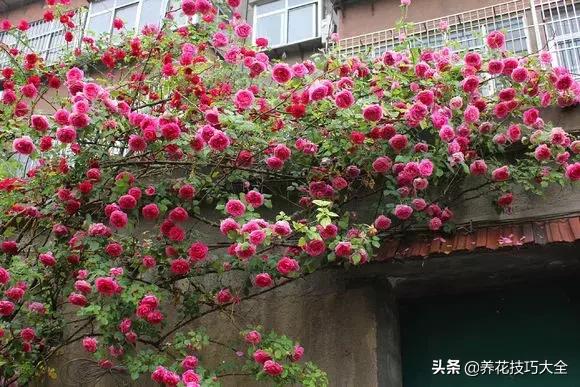 这十种爬藤花一开就是三年,3种极品爬藤花30天爬满庭院农村