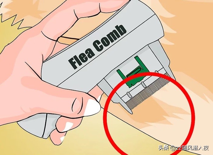 洗洁精能杀死鸡虱子吗,洗洁精可以除掉虱子吗