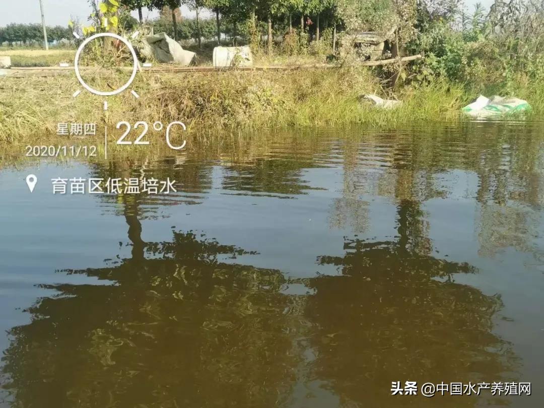 小龙虾如何育春苗,如何养小龙虾技术大全