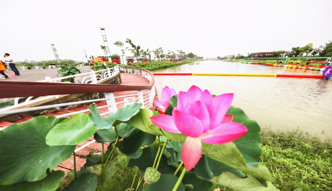 “荷”约金湖“莲”动足球