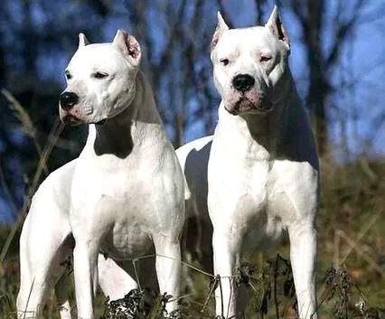 野猪天敌一览表,野猪天敌豺狼视频