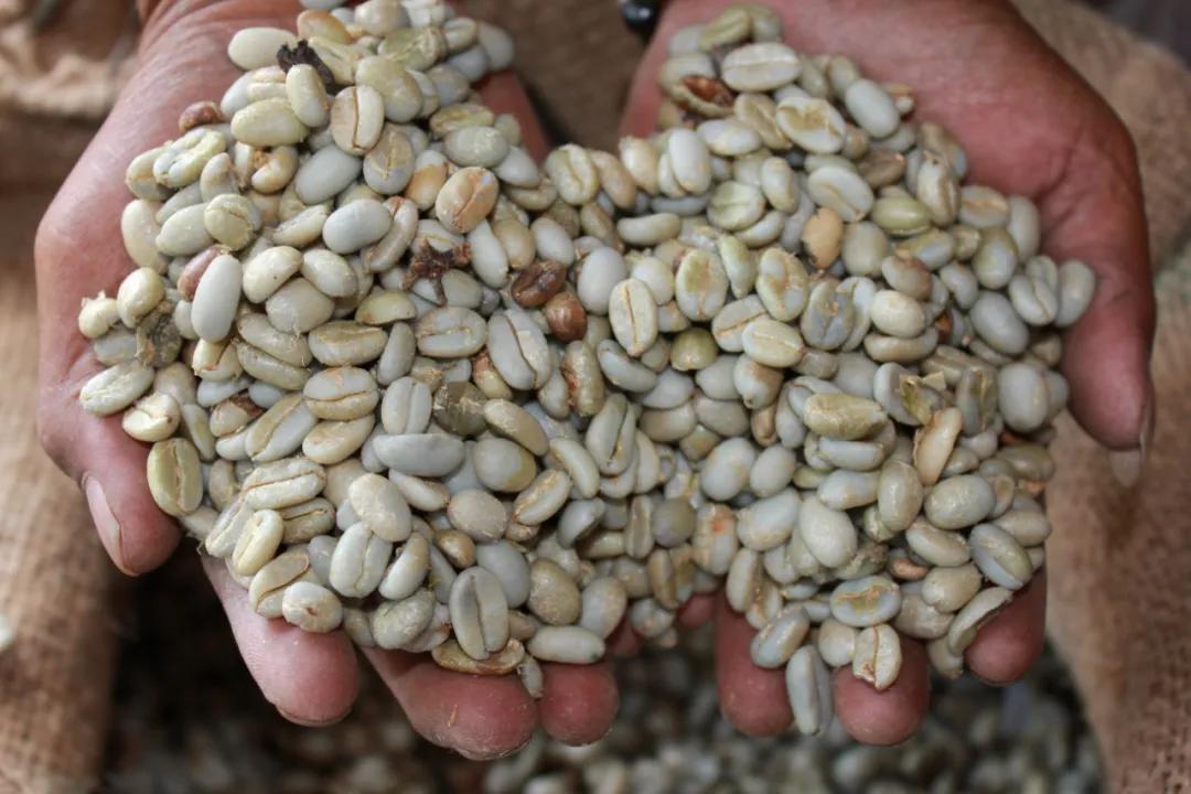 猫屎咖啡馆拿铁咖啡价格表,猫屎咖啡500元一杯