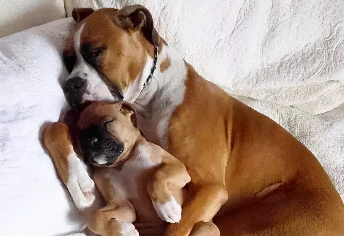 狗狗睡觉“呜呜叫和抽搐”,像在做噩梦!怎么办?