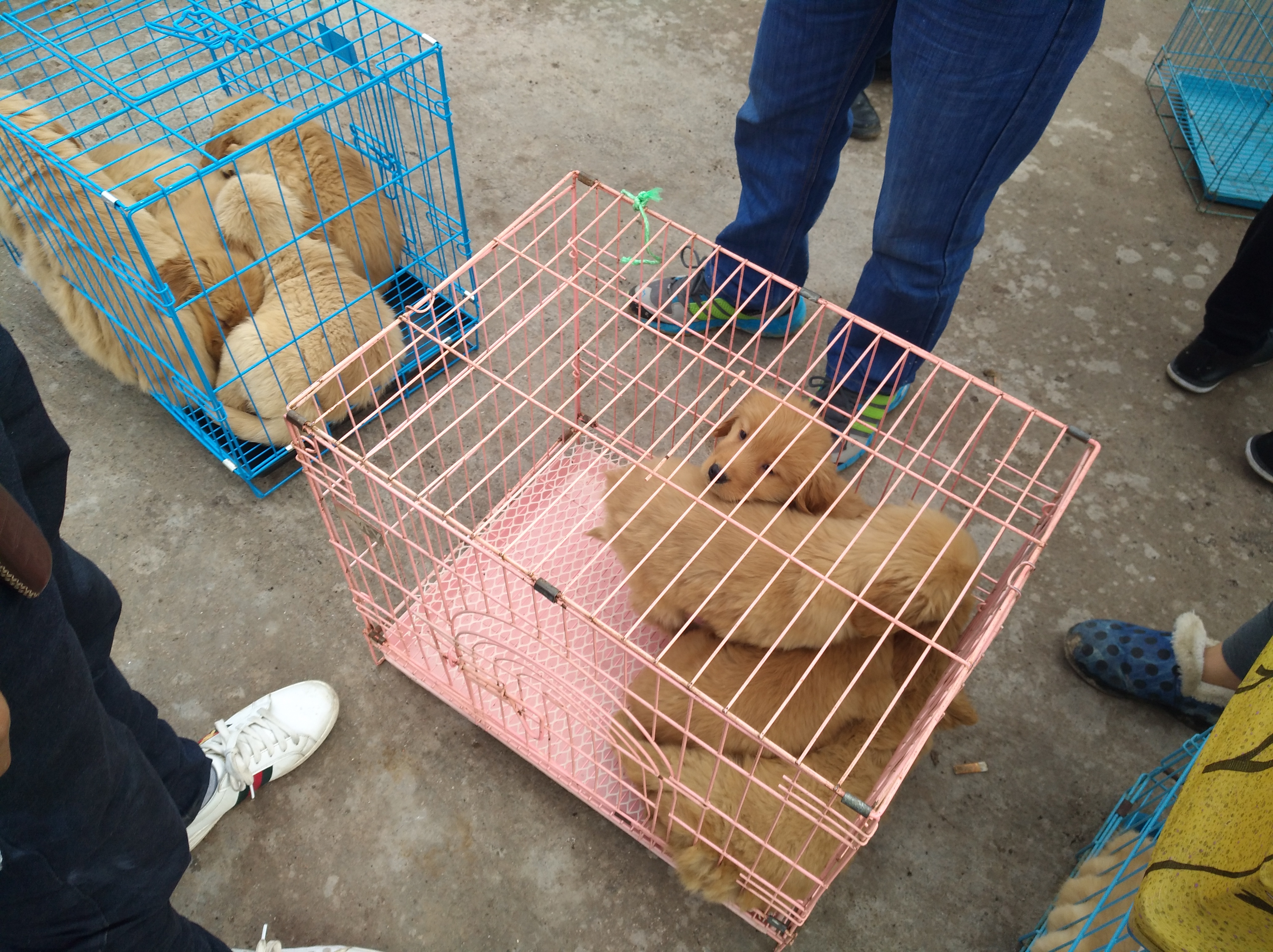 狗市场幼犬出售银川,集市卖金毛幼犬