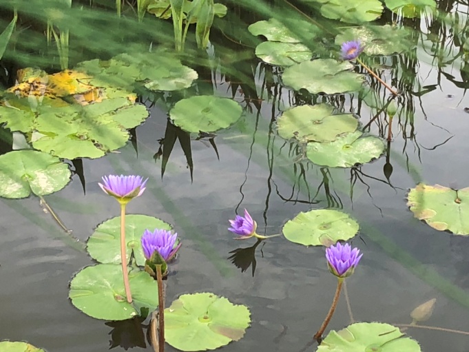 扯不断理还乱，家乡的莲