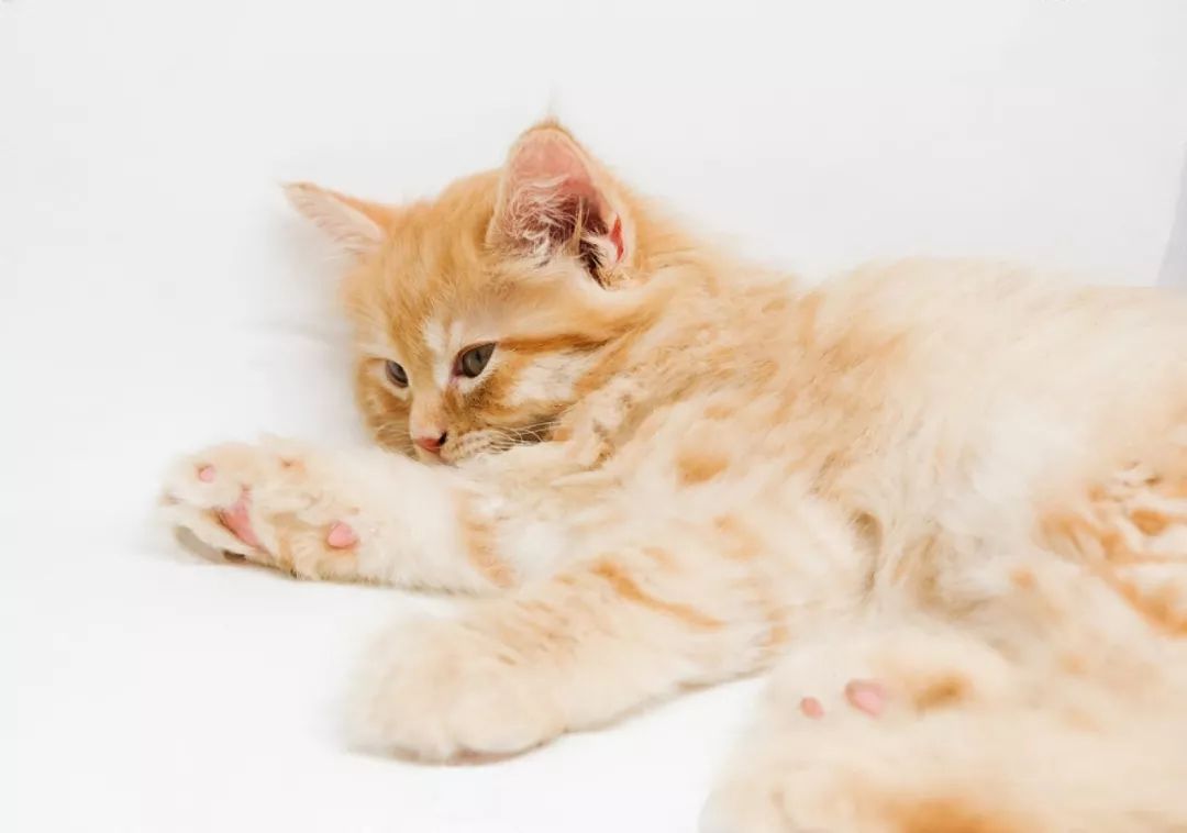 如何判断猫咪发烧,如何判断猫咪发了情