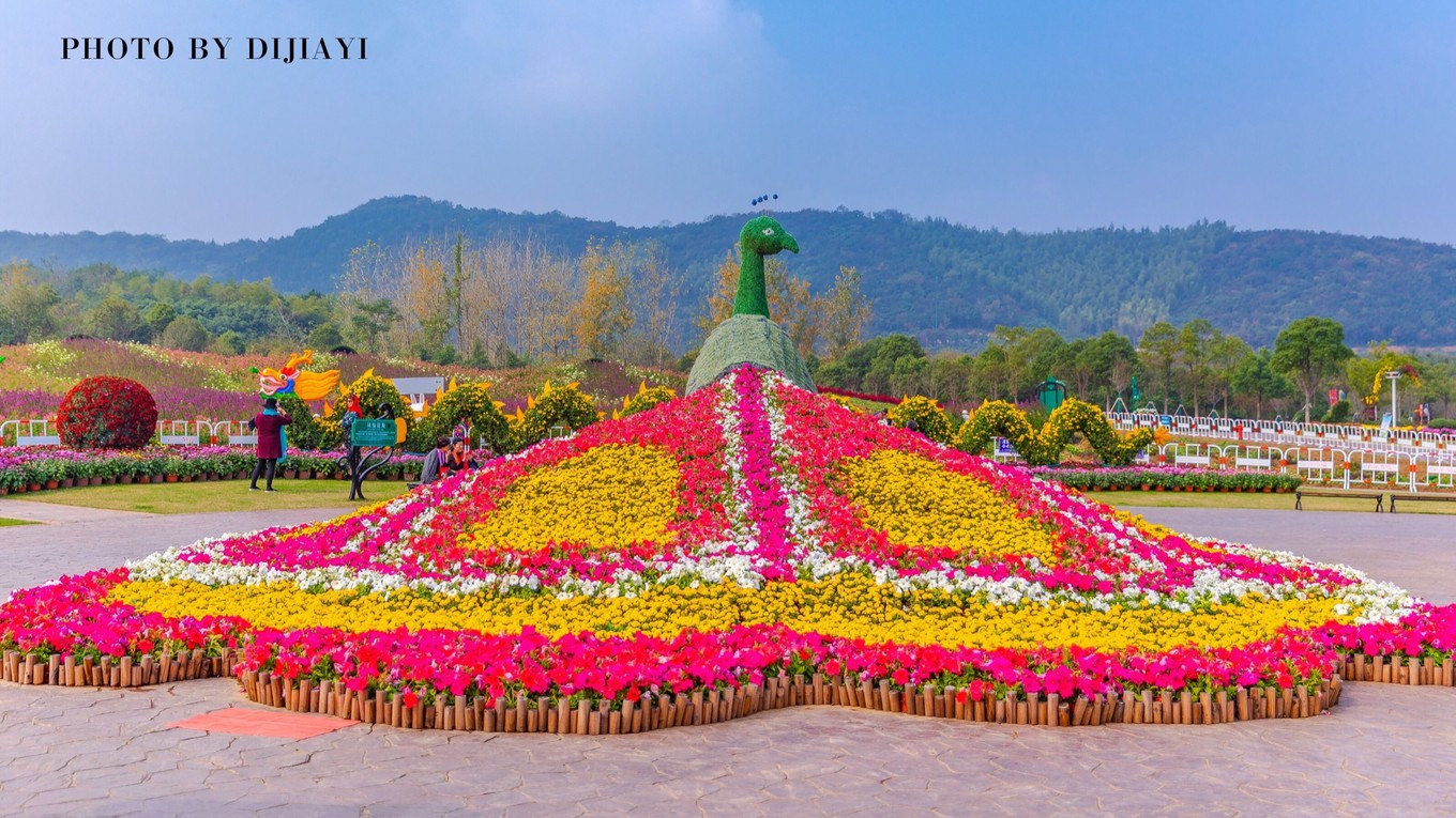 金坛花谷奇缘几月开花,金坛花谷奇缘地图