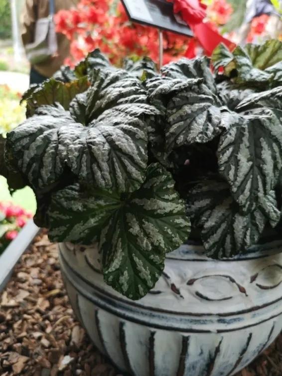 这个花展上的新优品种，为什么这么美？