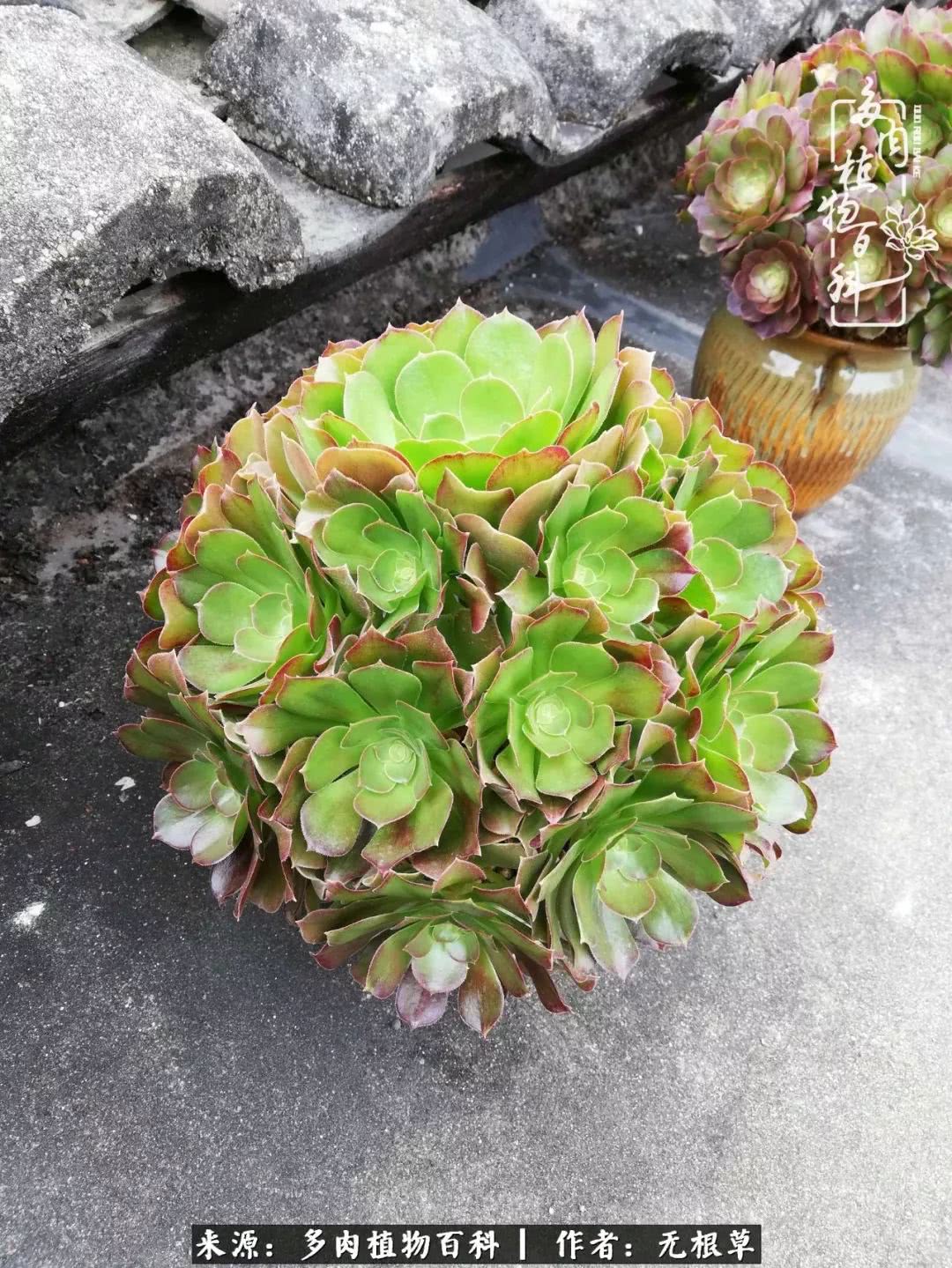 多肉寒冬中茁壮成长,多肉岁月的沉淀