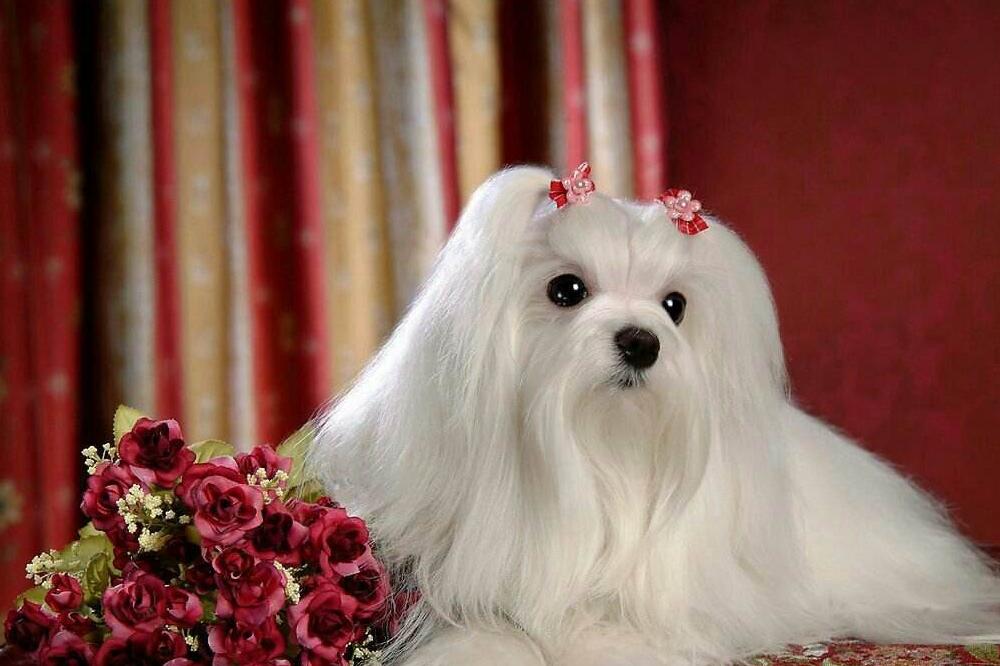 茶杯犬背后的心酸,爱它还是在害它?