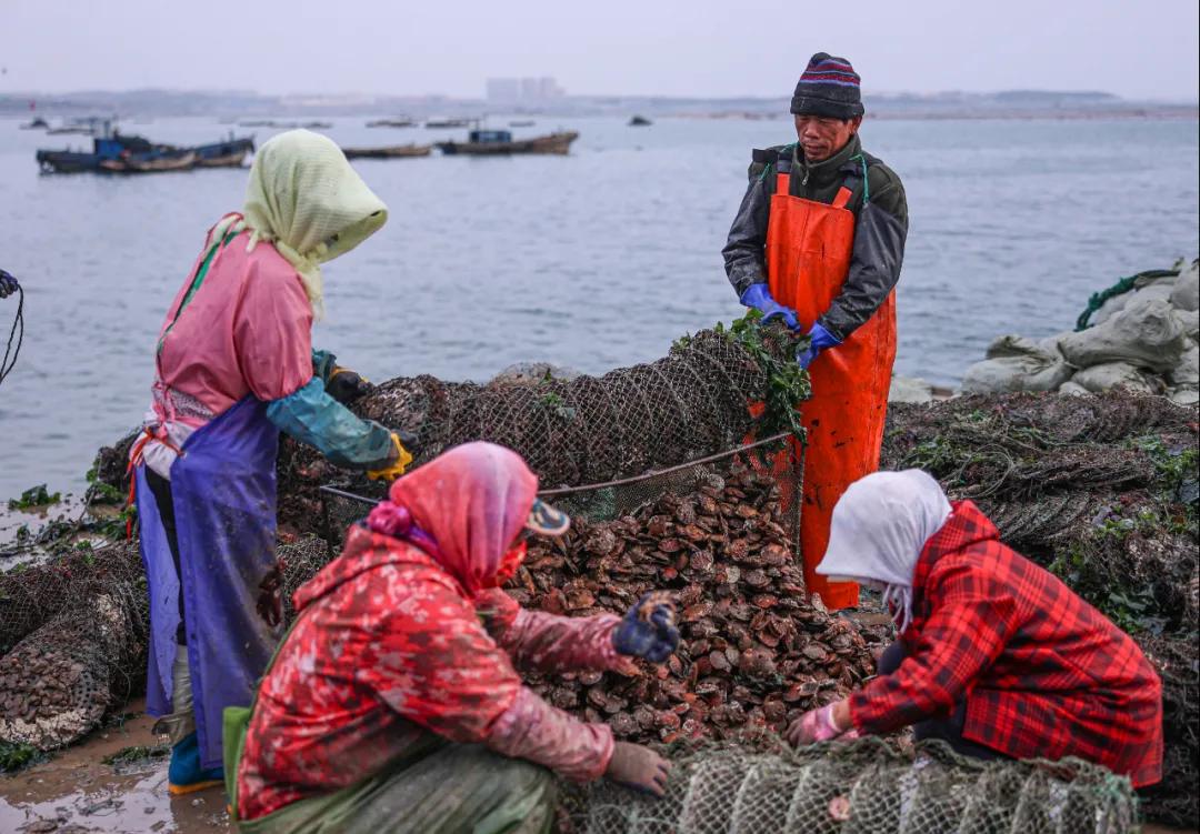 荣成扇贝分苗视频,秋冬种植忙播种来年新希望