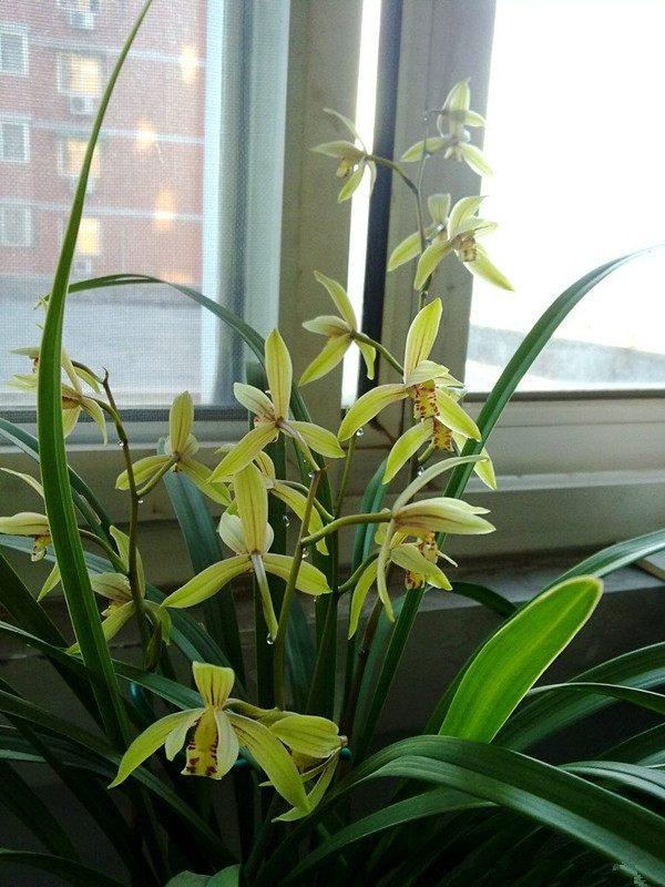 最耐阴不需要阳光的植物室外,喜阴怕阳光非常好养的盆栽大全