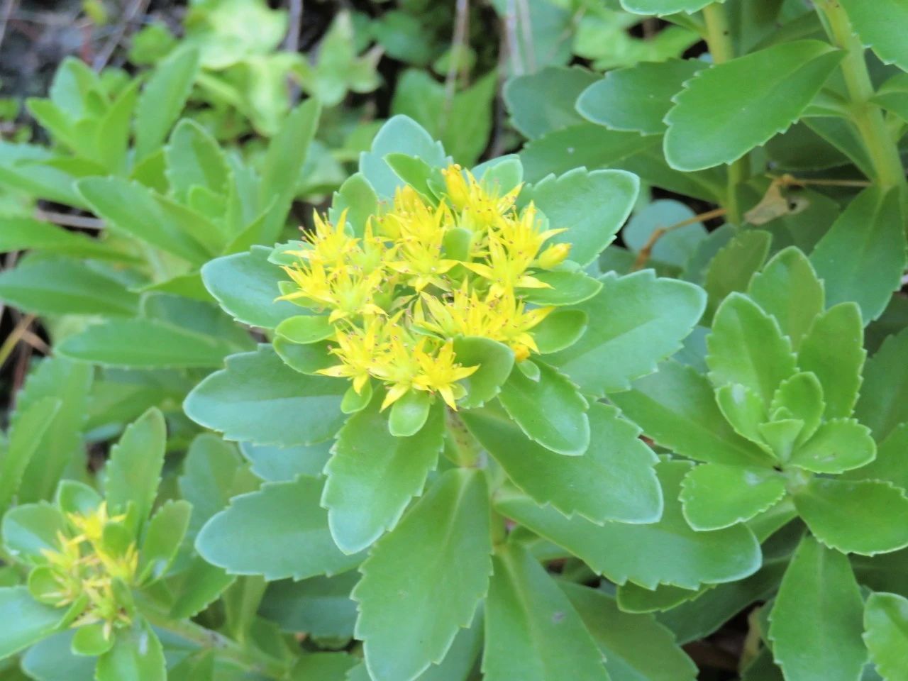 一年四季都开红花的多肉草,一年四季都红的多肉