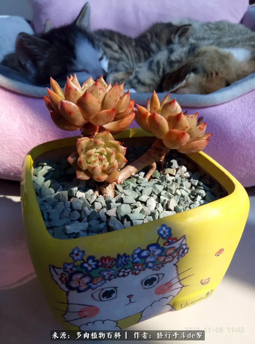 鱼和熊掌不可兼得自由和爱情,鱼和熊掌不可兼得胖和丑如影随形