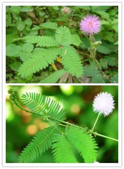 史上最全的花卉介绍，认识超过30种以上绝对是大神