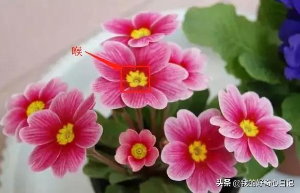 樱花草报春花,报春花樱花草