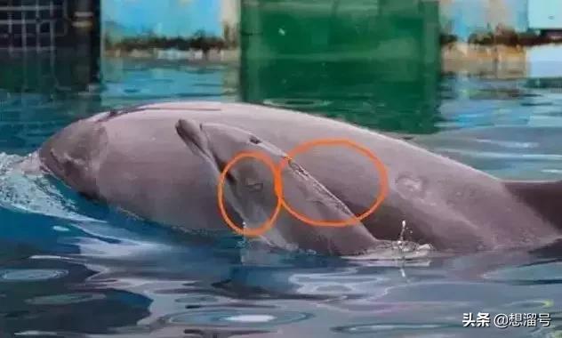 被囚34年取精，被迫亲手杀死爱子，最后只能挣扎着死去……