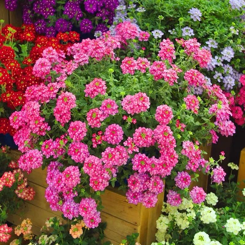 懒人室内养花就养4款开花机器,懒人专属开花机器花儿天天开爆盆