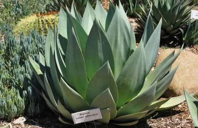 十二属相对应的植物,十二生肖中最罕见的植物