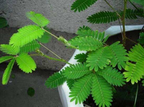 含羞草叶片发黄原因和处理,含羞草叶子边缘发黄怎么回事