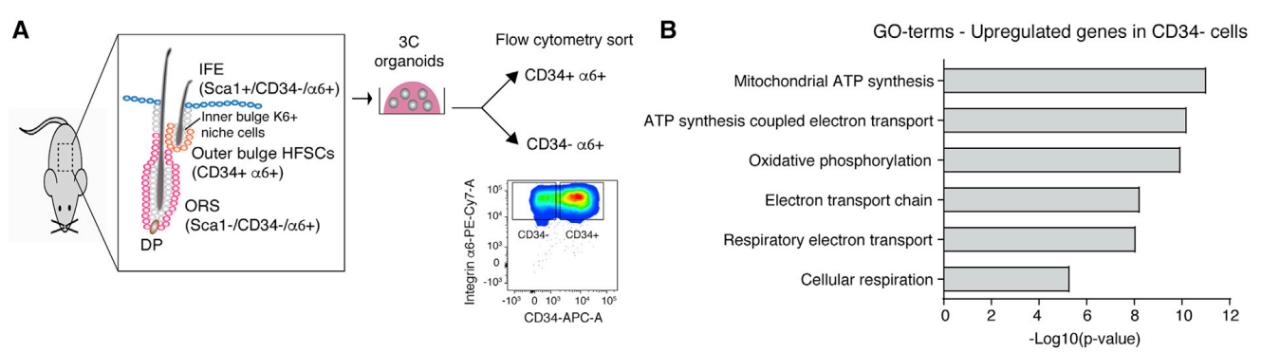 年轻人脱发秃顶治疗最有效的方法,毛囊干细胞治疗脱发的最新进展