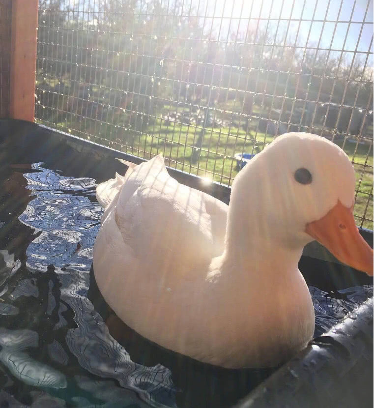 王思聪的狗可可最近怎样了,王思聪养宠物