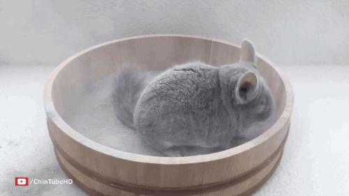 龙猫饲养全科普,科普饲养龙猫小知识