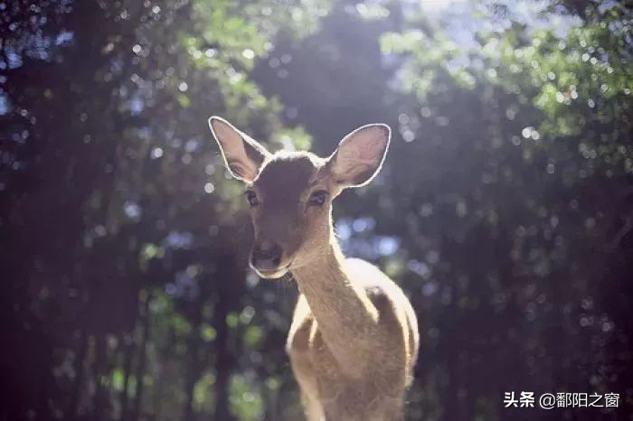 四川若尔盖，中国最美的高寒湿地草原，川西北高原上的绿洲