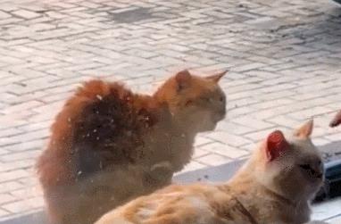 b站必看的综艺,b站能看的综艺推荐