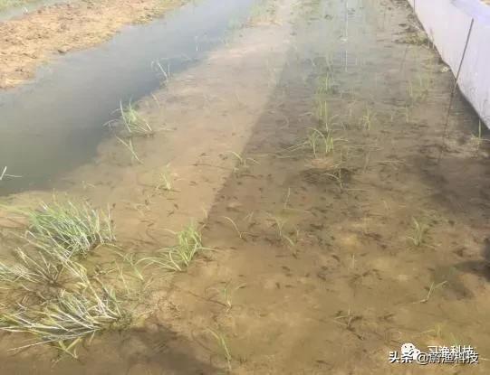 养殖黑斑蛙变态蝌蚪苗很小怎么办,黑斑蛙蝌蚪多少天发育成绿豆大小