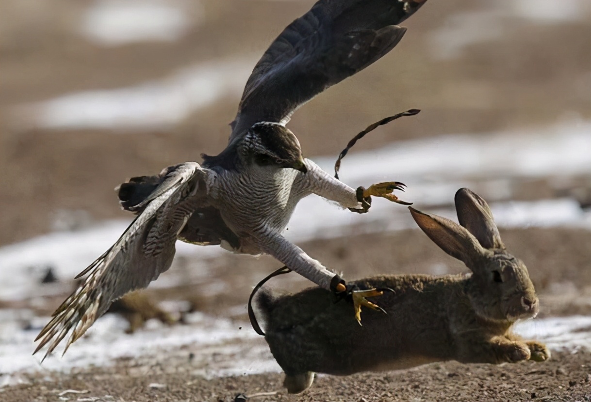捕捉野山羊,捕捉山羊方法大全