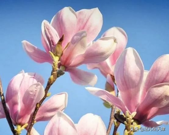 大“疫”灭清，天津2020赏花地图上线！