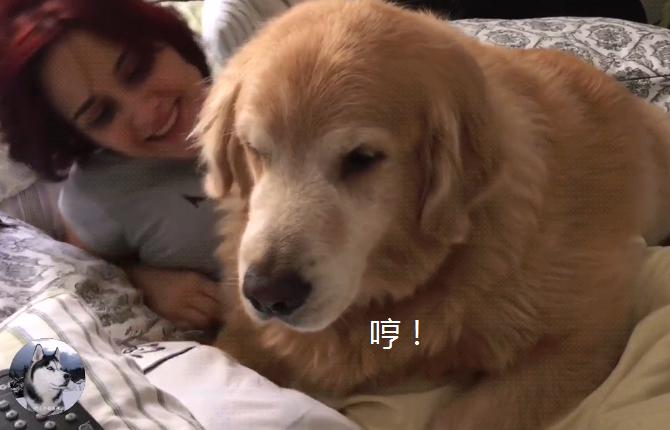 金毛不让女主人上班，还想了个“馊主意”，因为它太老了吧