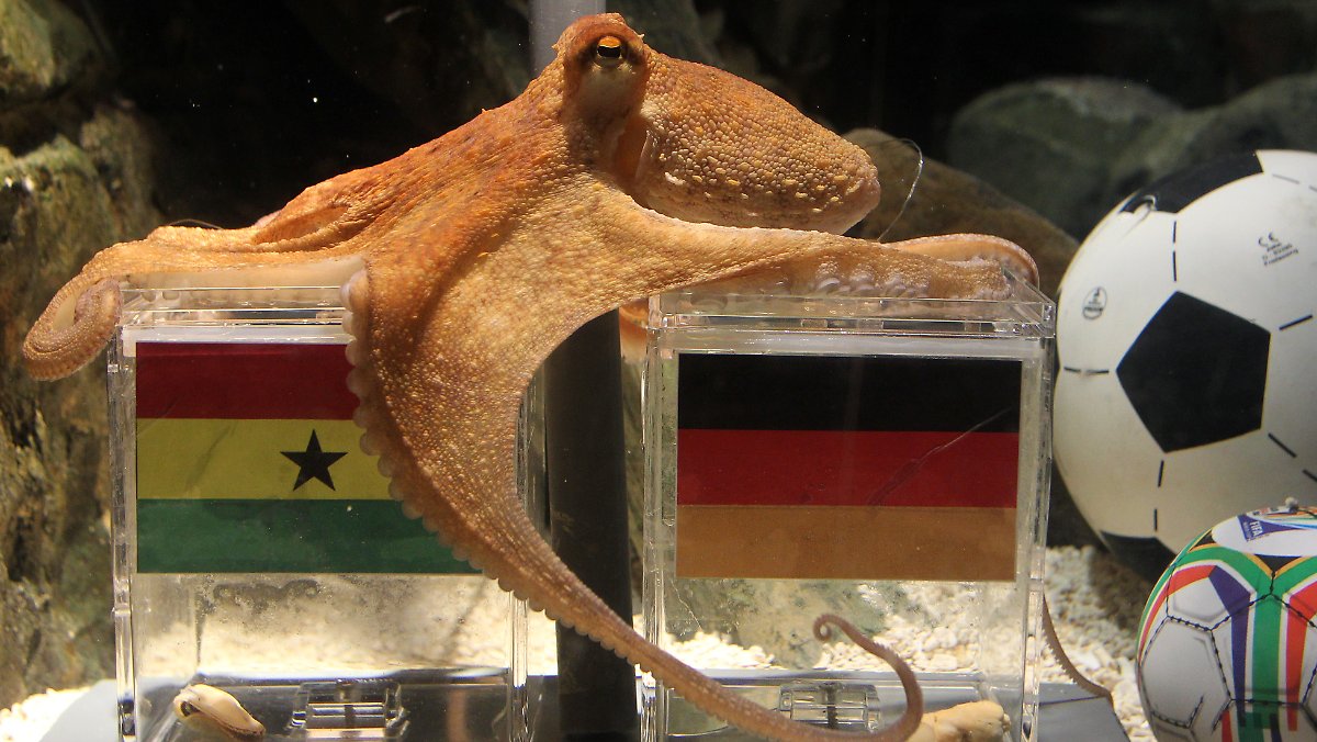 章鱼智商这么高为啥没人类厉害,章鱼有9个大脑还能自己编辑基因