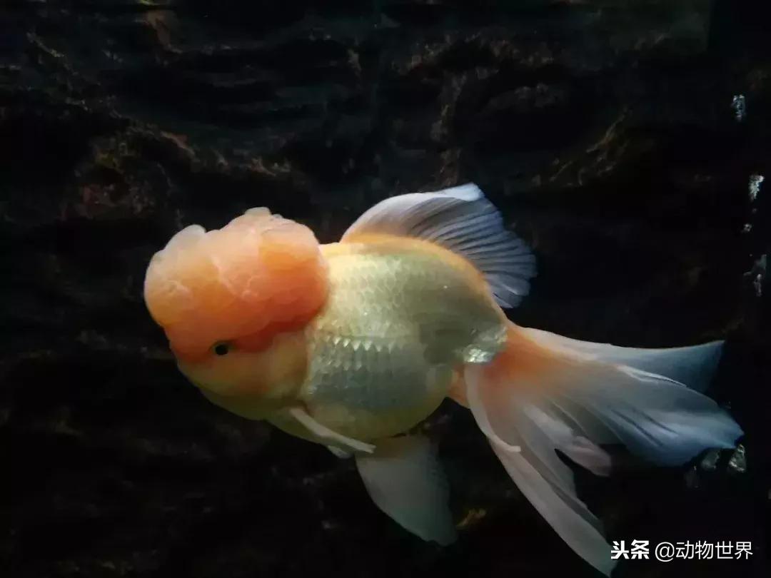 草金金鱼怎么养,草金咬金鱼