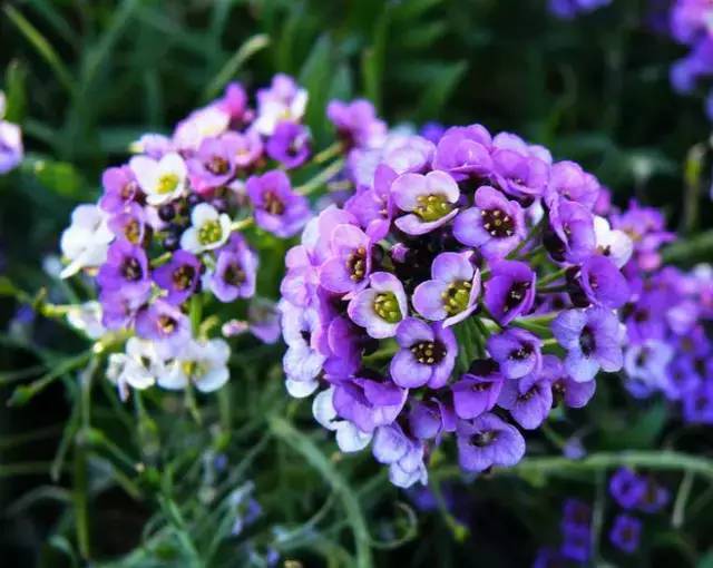 赏花时间表,赏花季节及图片