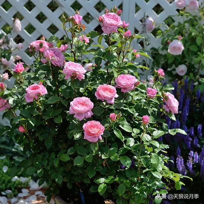 六款香水,6款香水