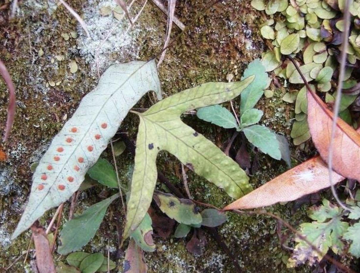 农村常见不起眼的野草叶子像鸡眼,山谷的野草