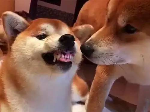 狗狗呲牙咧嘴的图片,呲牙咧嘴的狗狗