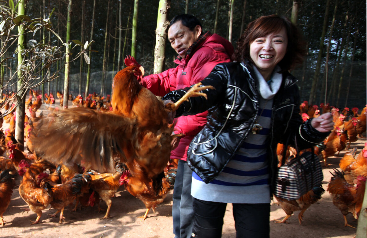 土鸡3000多只收益2万元,卖土鸡仅用一招年赚3000万