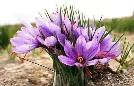 世界上十大鲜花排名图片,世界十大漂亮名贵花卉